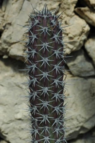 Stenocereus_gummosus